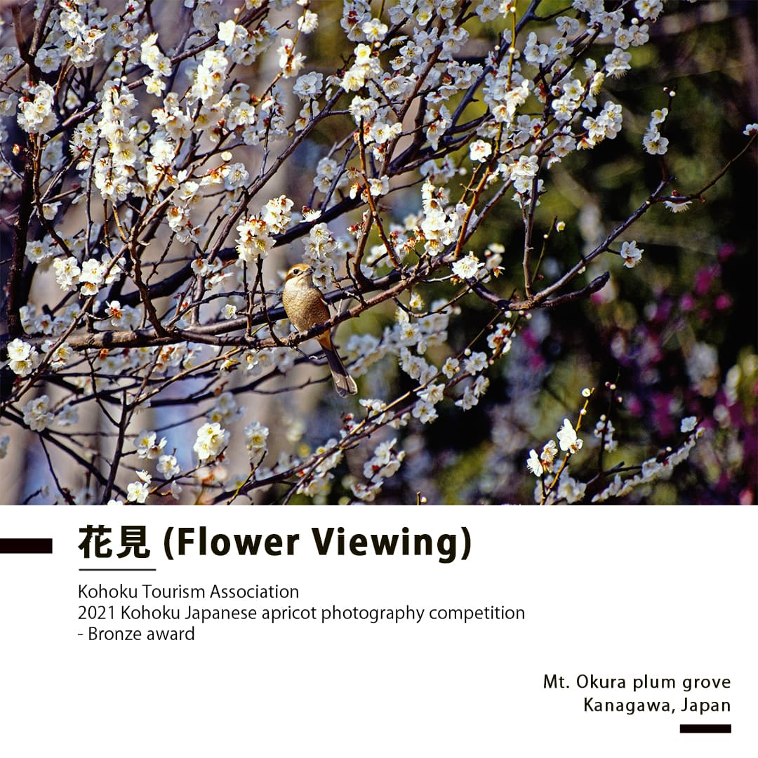 Portfolio - Flower Viewing