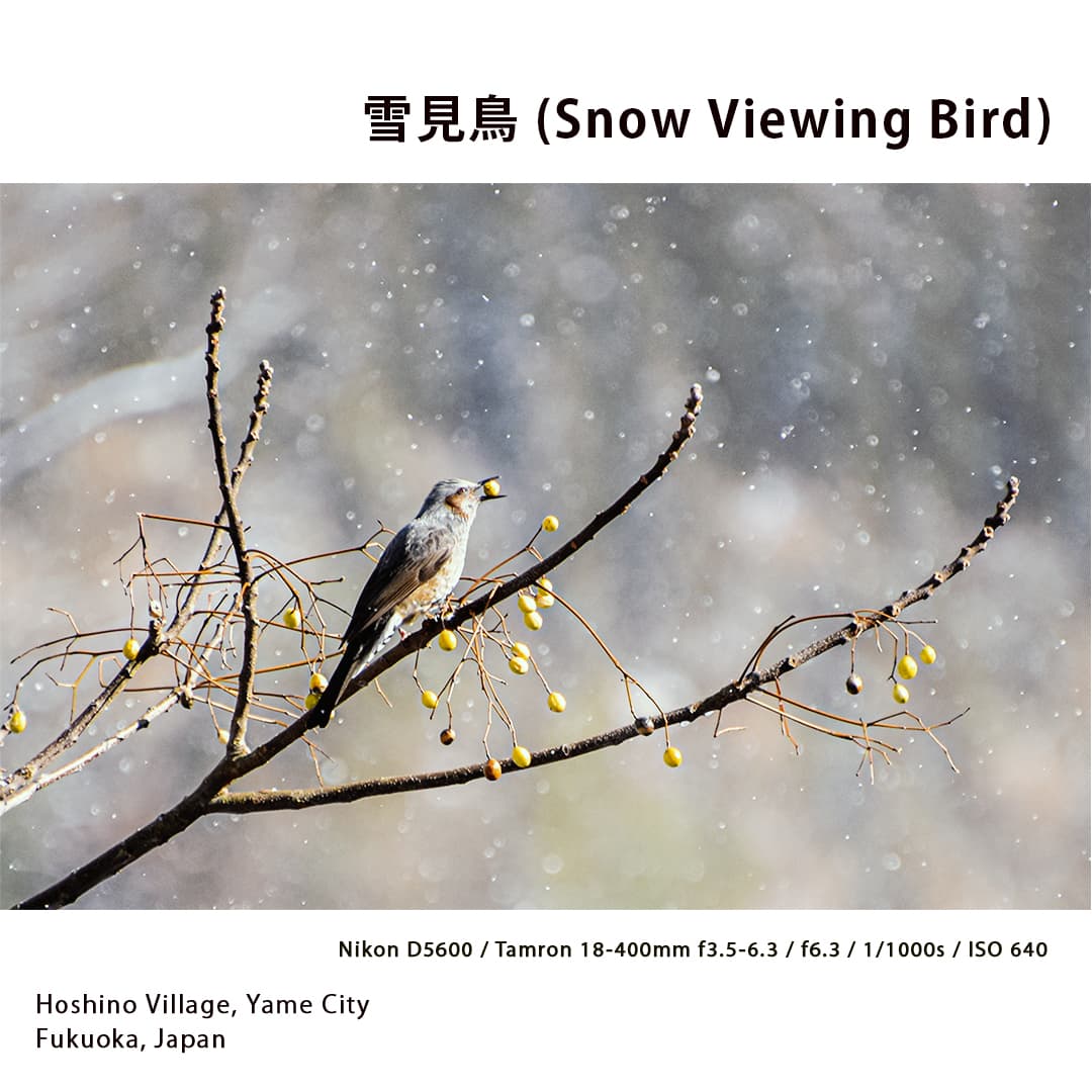 Portfolio - Snow Viewing Bird